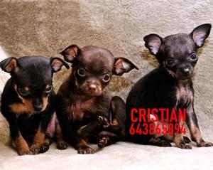 CACHORROS RATON DE PRAGA TOY